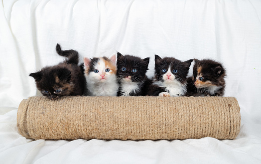 Five cute kittens and scratching post on white sheet background.