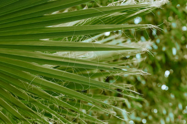 istock A green palm leaf in close-up. Background 1884463639