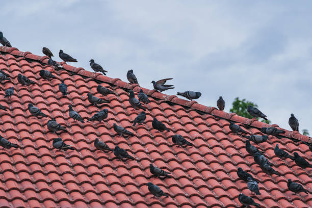 istock Many pigeons perched on roofs cause dirt and become a breeding ground for disease causing bacteria. 1884465805