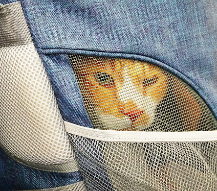Cat in a carrier. the face of a disgruntled cat in a bag. The concept of animal transfer. Close up