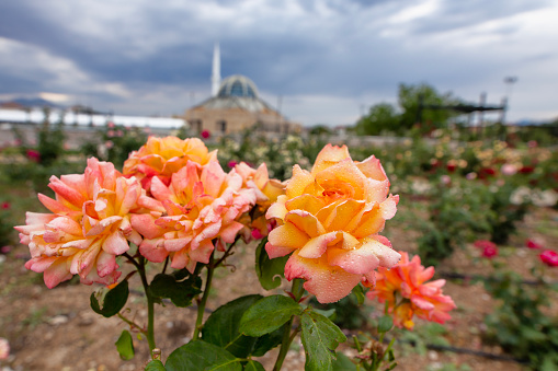 Orange roses in the rose garden and mosque in the background