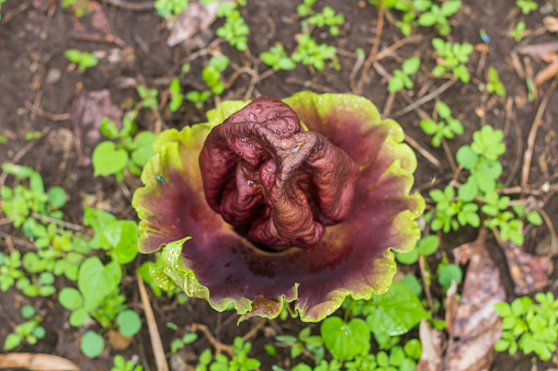 blooming giant corpse flower, Amorphophallus titanum flower