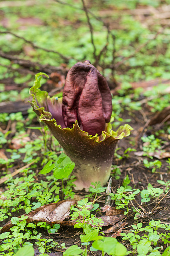 blooming giant corpse flower, Amorphophallus titanum flower