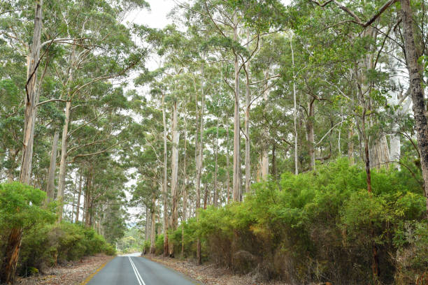 istock Road through karri forest near Northcliffe, WA 1884478989