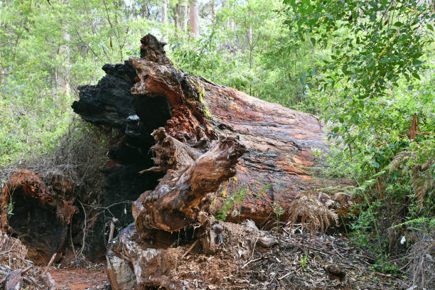 istock Dead eucalyptus tree in a forest neat Pemberton, WA 1884478993