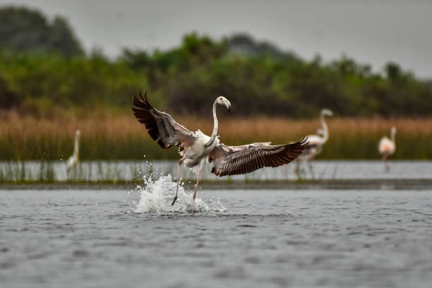 istock Baeutiful Movement of the flamingo 1884483664
