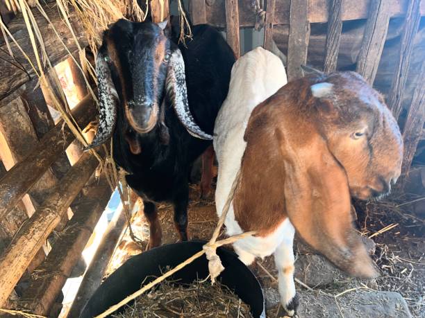 weibliche ziege mit langen ohren. - kid goat goat milk young animal stock-fotos und bilder