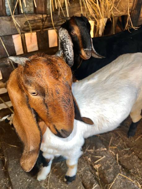 capra femmina con lunghe orecchie. - kid goat goat milk young animal foto e immagini stock