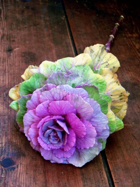 декоративный цветок капусты (brassica oleracea var. acephala) на деревянной поверхности - flower cabbage kale edible flower стоковые фото и изображения