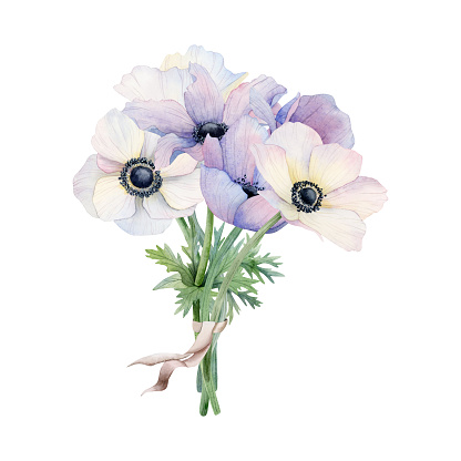 Pastel bride's bouquet of white and purple anemone flowers with ribbon watercolor illustration isolated on white background. Field poppies for spring wedding design and Mothers day cards.