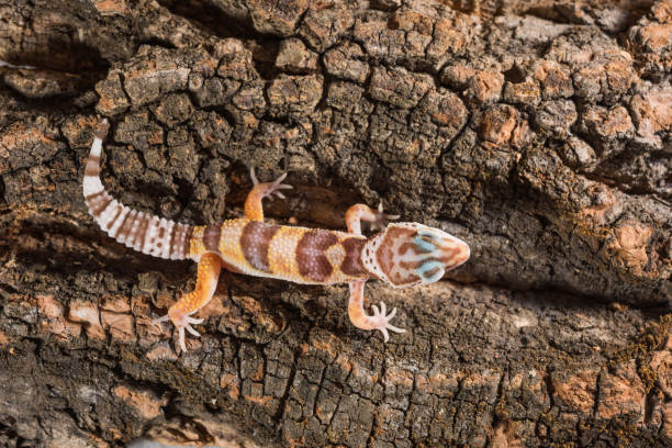 istock Eublepharis Macularius is a cute leopard gecko. Little lizard isolated on a wooden background 1884510749