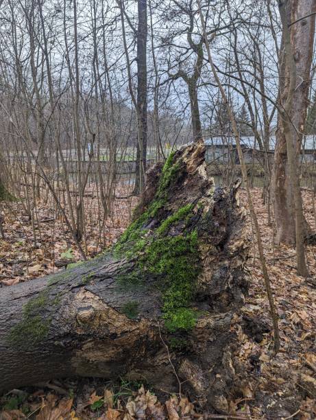 istock the fallen log has been uprooted by the woods 1884510753