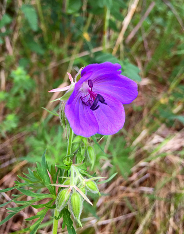 Purple flower of Geranium pratense in a meadow