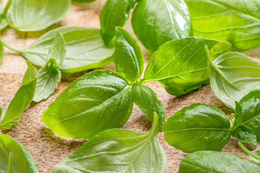 Fresh basil leaves on a wooden table. Nice herb spice background for your projects.