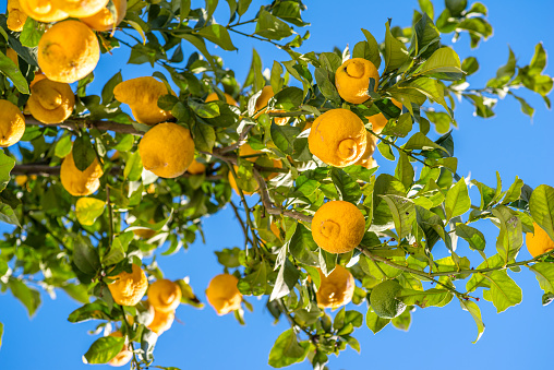 Ripe lemon fruits on lemon tree and blue sky at the background. View below.