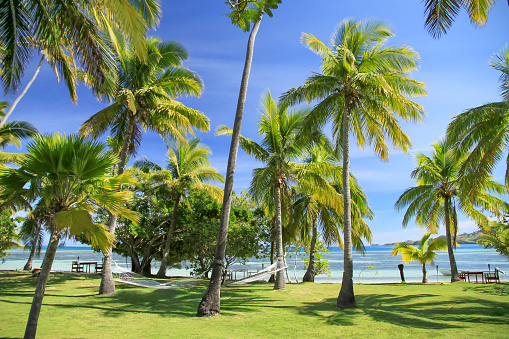 Hammocks between the Palm Trees on the Island Resort