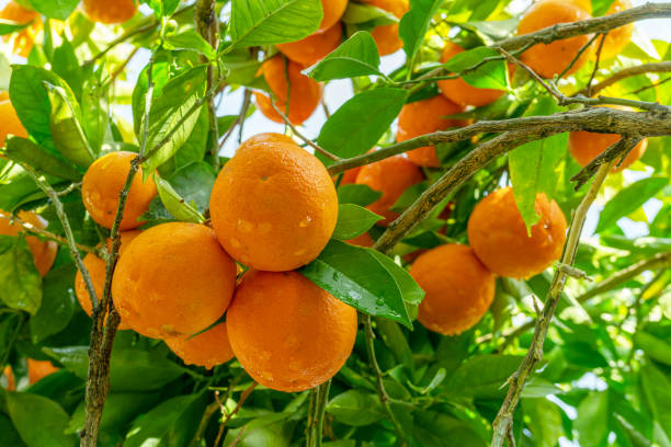 istock Ripe orange fruits on orange tree between lush foliage. View from below. 1884518035