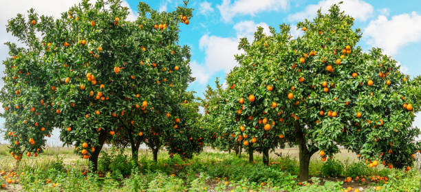 istock Orange trees or citrus sinensis almost covered with oranges. Great harvest in the orchard. 1884519074