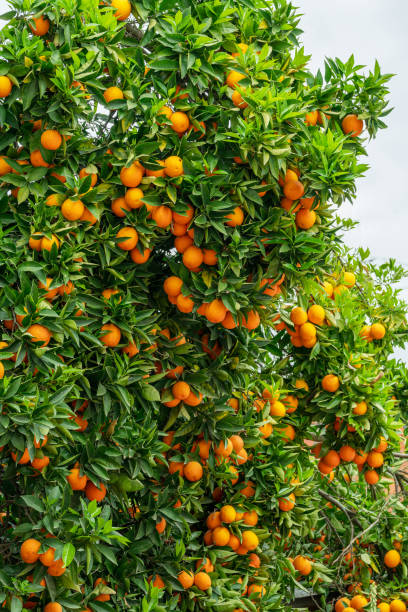 istock Ripe orange fruits on orange tree between lush foliage. View from below. 1884519589