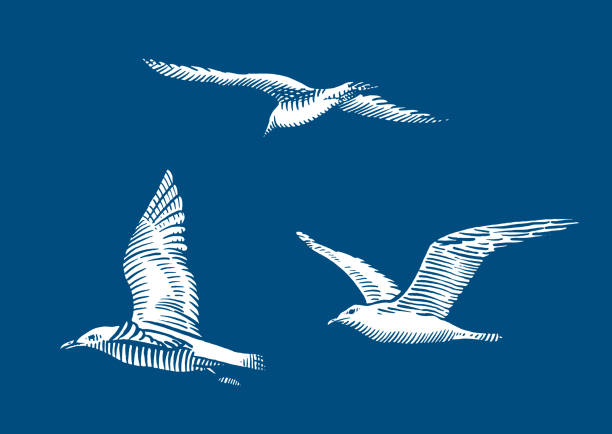 Vector drawings of flying seagulls White shapes working well on all dark backgrounds seagull stock illustrations