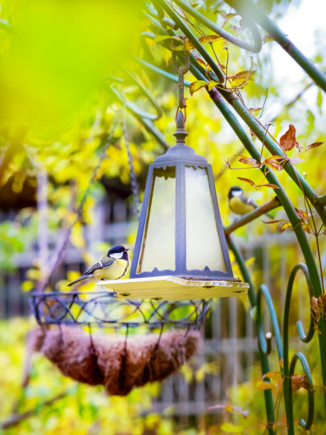 istock Two happy tits in a garden 1884530684