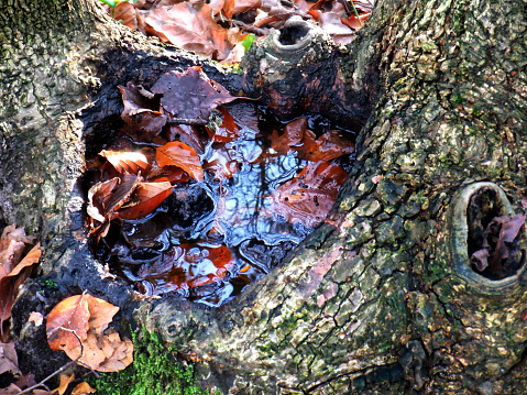 Closeup photograph of an opening of a tree knot or burl close to the forest ground that has been filled with fallen leaves and rainwater showing the reflection of trees