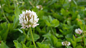 White clover flower on a green lawn. Macro image of a white clover flower on a green lawn with a defocused background.