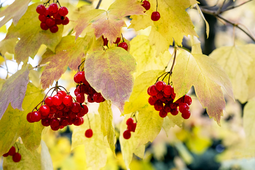 clusters of red ripe viburnum on branches with yellow leaves