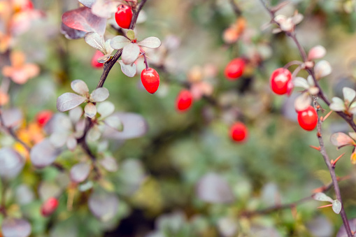 Barberry fruits ripening on the branch, Berberis. Branch with leaves, autumn pattern, sunlight