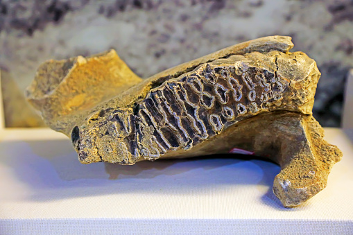 Elephant mandible fossils