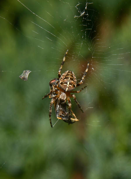 istock Crowned orbweaver, Araneus diadematus. 1884561520