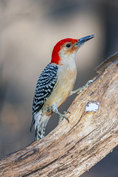 istock red-bellied woodpecker,Melanerpes carolinus 1884566549