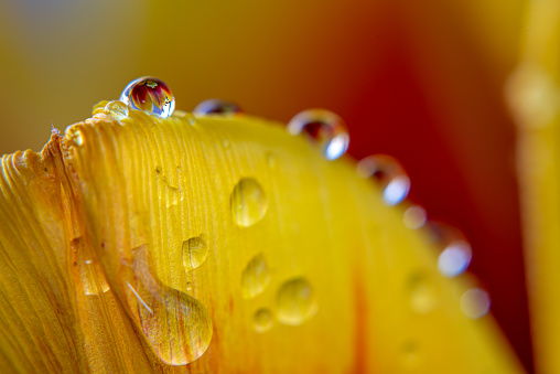 Tulips,Tulipa, are a genus of spring-blooming perennial herbaceous bulbiferous geophytes , with water drops in closeup