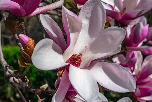 Close up of a blooming  Magnolia tree in Paris. The magnolia flower is a symbol of respect and fidelity.
