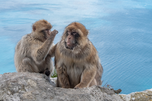 A pair of Barbary Macaque grooming on the Rock of Gibraltar with seascape in background.