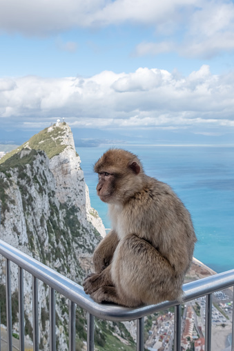 A Barbary Macaque sitting on a metal fence on the Rock of Gibraltar.