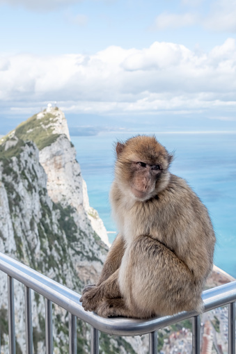 A Barbary Macaque sitting on a metal fence on the Rock of Gibraltar.