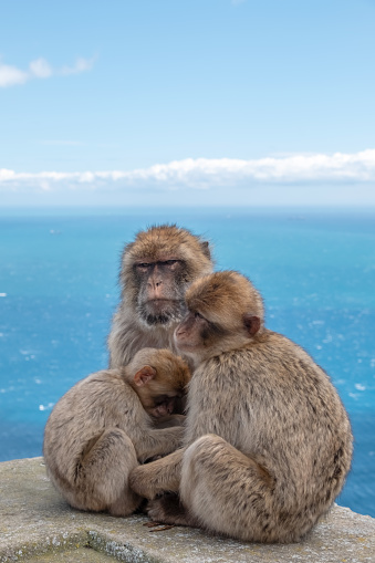 A Barbary Macaque family sitting on a wall on the Rock of Gibraltar with seascape in the background.