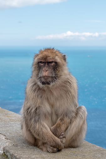 A Barbary Macaque sitting on a wall on the Rock of Gibraltar with seascape in the background.