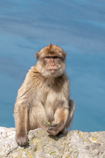 A Barbary Macaque sitting on a rock on the Rock of Gibraltar with seascape in the background.