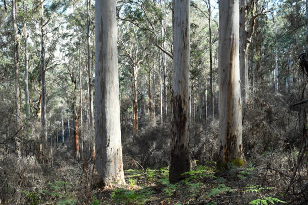 istock Karri trees in Gloucester National Park, WA 1884579088