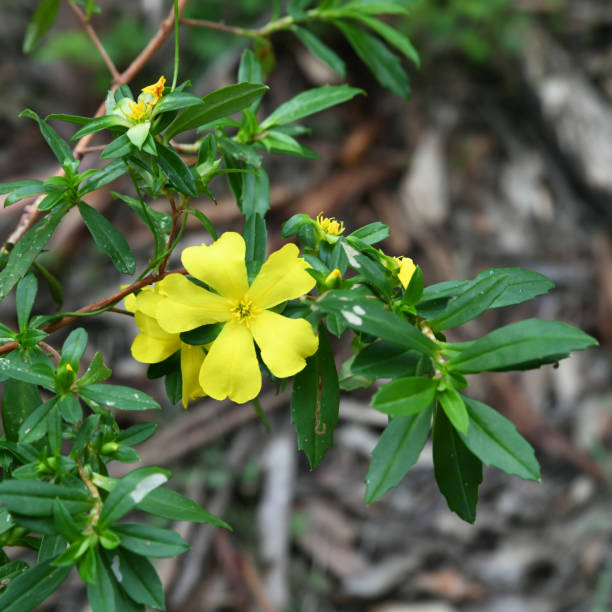 istock Hibbertia cuneiformis, commonly known as cut-leaf hibbertia 1884579097