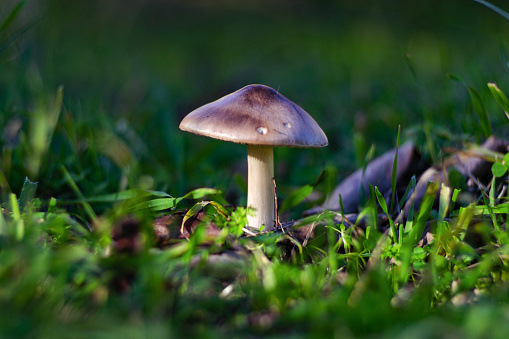 Clitocybe nebularis (Batsch. ex Fr.) Kummer, Clouded Funnel or Clouded Agaric Nebelkappe Clitocybe nebuleux Cap 5-20cm across, convex at first becoming flattened or occasionally slightly depressed in the centre, the margin remaining inrolled, cloudy grey sometimes tinged with buff, darker at the centre and often covered with a white bloom. Stem 50-100 x 15-25mm, swollen towards the base, paler than the cap, fibrous and easily broken. Flesh thick, white, becoming hollow in the stem. Smell strong and sweetish. Gills decurrent, crowded, whitish later with a yellow flush. Spore print cream. \nHabitat in deciduous or coniferous woods often in rings or troops. Season late summer to late autumn. Common. Said to be edible but known to cause gastric upsets in many people. Distribution, America and Europe (source R. Phillips).\n\nThe Species is quite common in late Autumn in the Netherlands and forms regularly Fairy Rings.