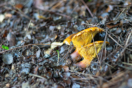 View of a mushroom on the soil in in pine forest.