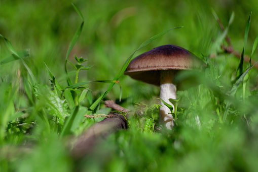 View of a mushroom on the soil in forest.