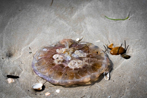 A close-up shot of a jellyfish lying in the sand of a shallow body of water