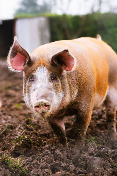 istock farm animals and rural economy 1884605080