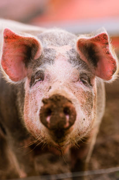 istock farm animals and rural economy 1884605586