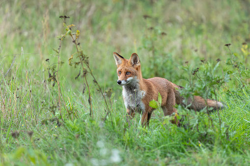 A profile of a very healthy looking red fox, isolated from the background by a shallow depth of field. The shot is very sharp. Taken in Surrey, UK, in July 2010