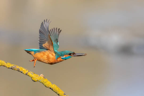 istock Male common kingfisher (Alcedo atthis) 1884606101